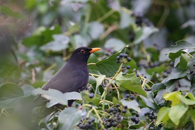 Close-up of bird perching on plant