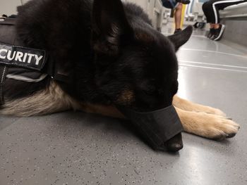 Close-up of a dog lying down on floor