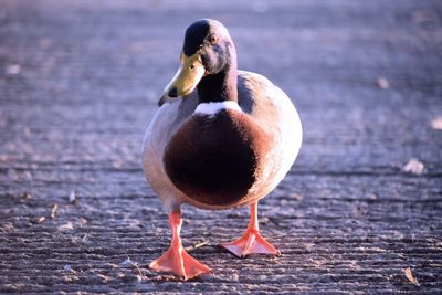 Close-up of duck on lake