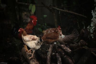 View of chickens on land