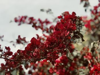 Close-up of red flowering plant