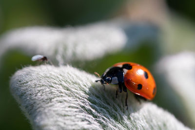 ladybug