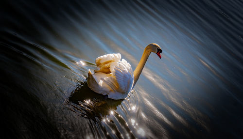 High angle view of swan swimming in lake