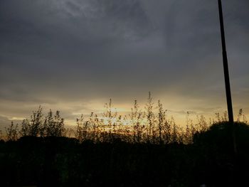 Silhouette plants against sky during sunset