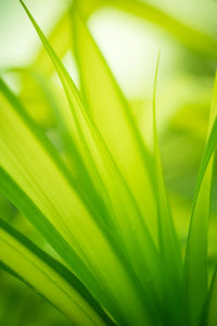 Close-up of green leaves