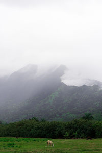 Cows on field by mountains against sky