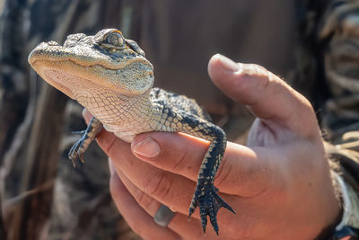 American alligator baby gets a close up while being held by a male hand