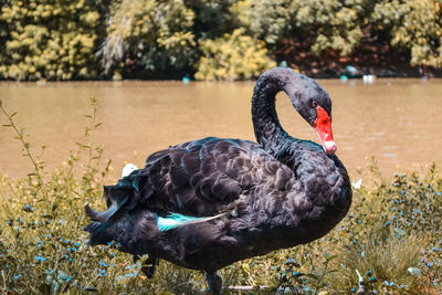 Black swan in a lake