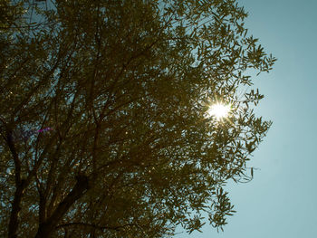 Low angle view of sunlight streaming through tree