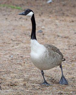 Goose standing on land