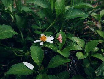 Close-up of white flowering plant