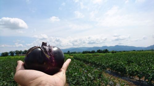 Close-up of hand holding vegetable against the field