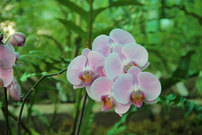 Close-up of pink flowering plant