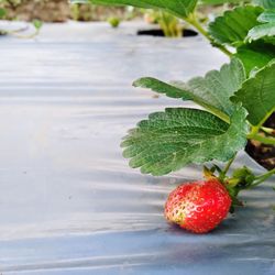 Close-up of strawberry growing on plant