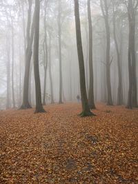 Trees in forest during autumn