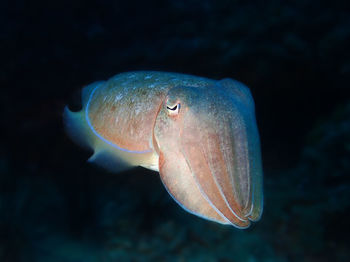 Close-up of jellyfish