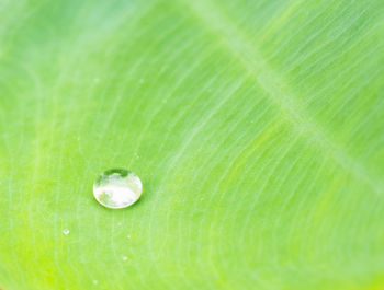 Close-up of water drops on leaf
