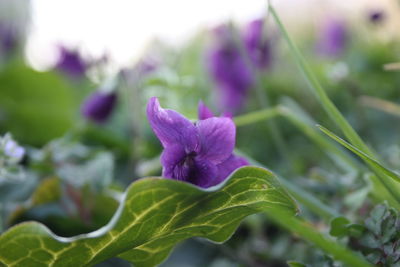 Close-up of purple flowering plant