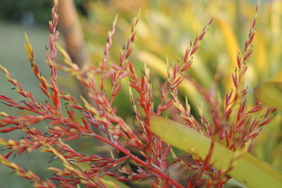 Close-up of fresh plant