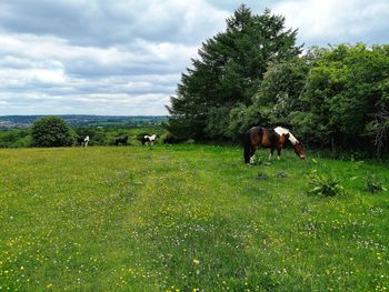 Horses in a field