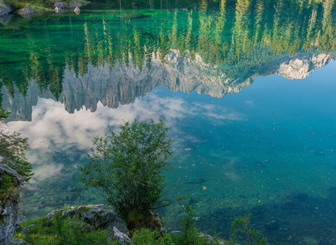 HIGH ANGLE VIEW OF PLANTS BY LAKE AGAINST TREES