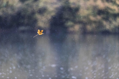 View of a bird flying in snow