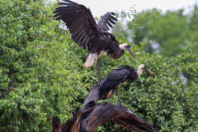 Wooly- necked storks, perched on a log, drying off, after a rain storm. mkuze game reserve. 