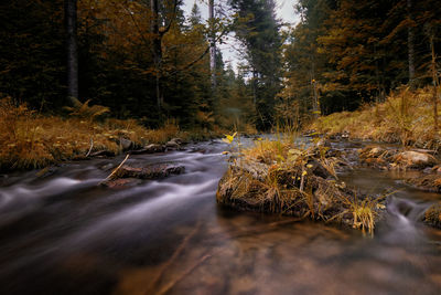 Stream flowing amidst trees in forest