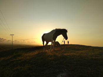 Horse standing on field against sky during sunset