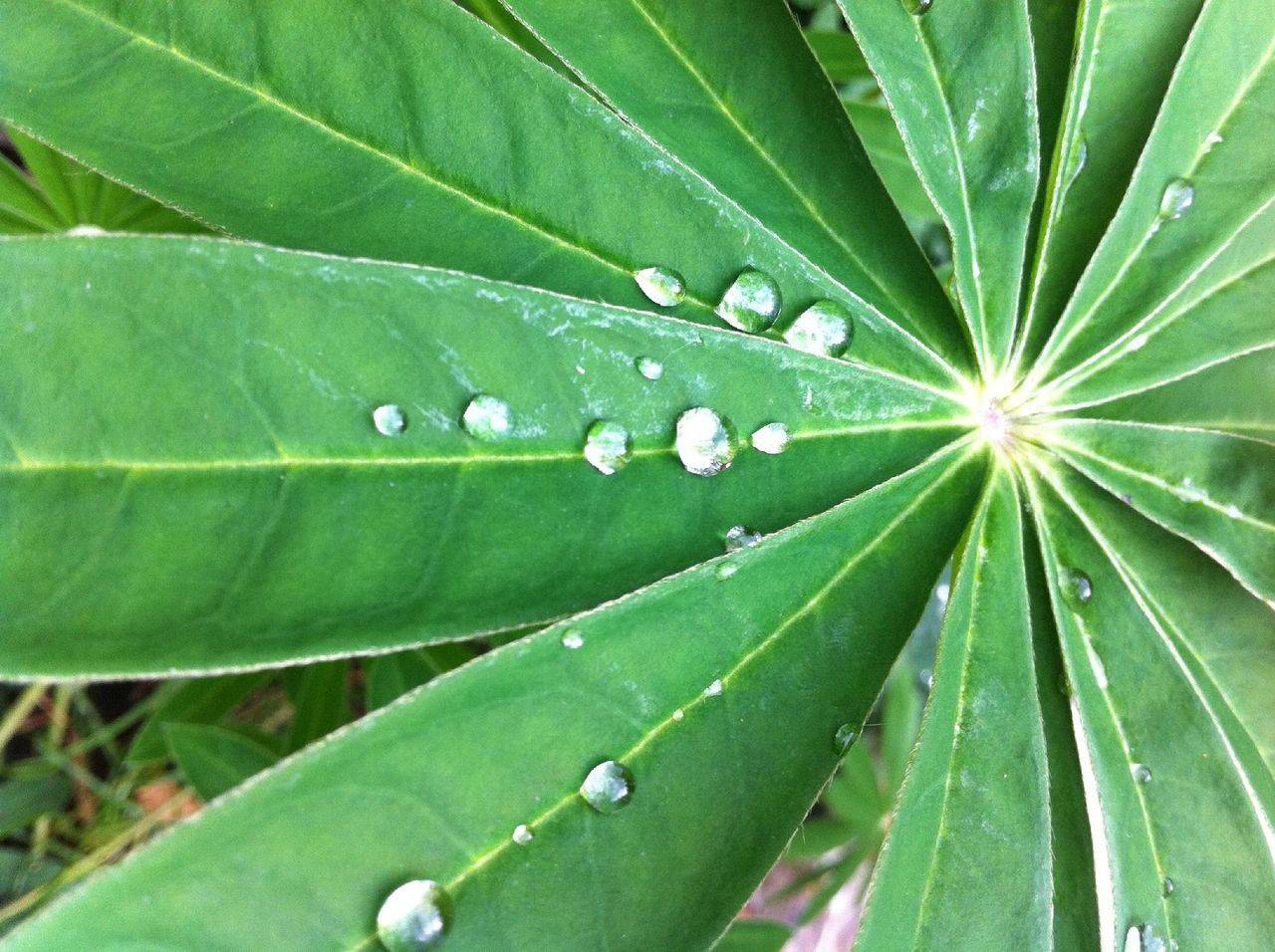 drop, leaf, water, wet, green color, growth, freshness, close-up, dew, nature, beauty in nature, plant, raindrop, fragility, focus on foreground, leaf vein, purity, droplet, rain, day