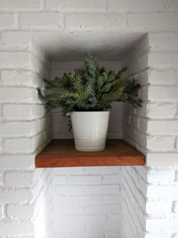 Close-up of potted plant against wall