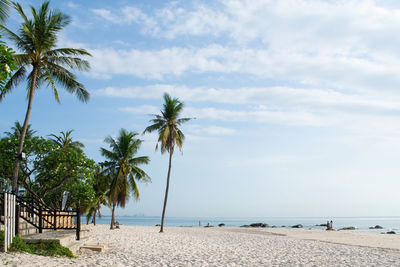 Palm trees on beach against sky