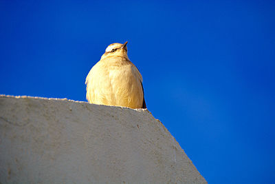 Low angle view of bird perching on wall against blue sky