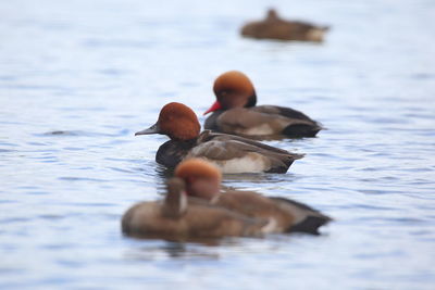 Ducks swimming in lake