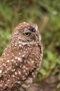 Close-up of a bird