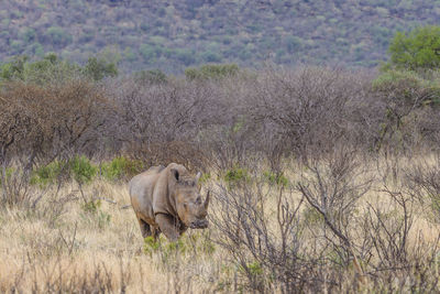 Rhinoceros on tree