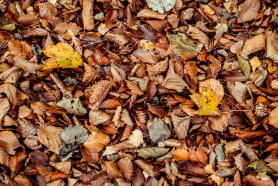 Dried leaves walking in the forest