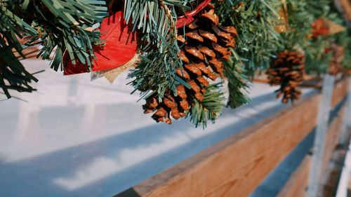 Close-up of pine cone on tree during winter