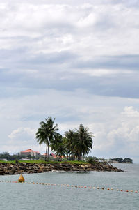 Palm trees on beach against sky