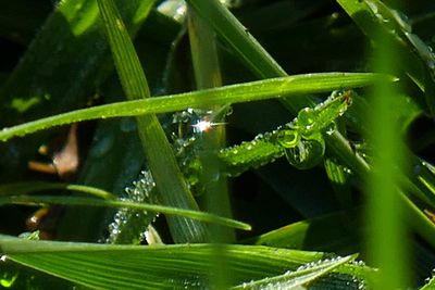 Close-up of insect on leaf