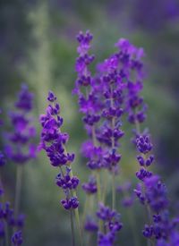 Close-up of purple flowers blooming outdoors