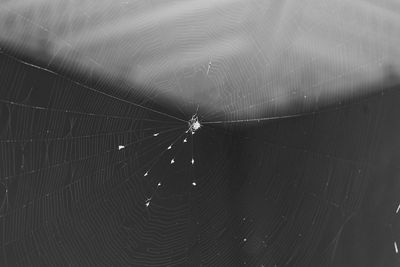 Close-up of spider on web