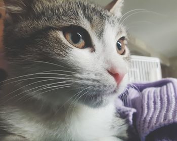 Close-up of cat looking away at home
