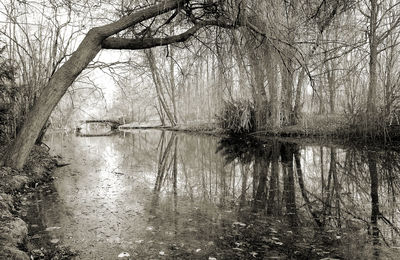 Reflection of bare trees in lake