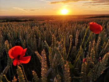 Close-up of red flowering plant on field against sky during sunset