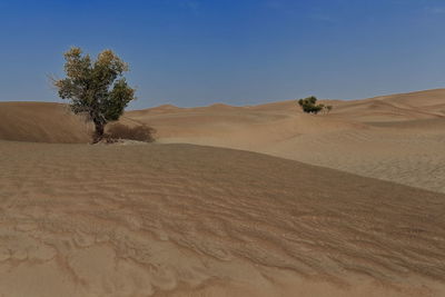 0280 several isolate desert poplar-populus euphratica trees in the taklamakan desert. xinjiang-china