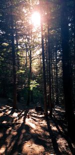 Sunlight streaming through trees in forest