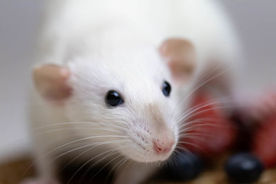 Close-up of white cat