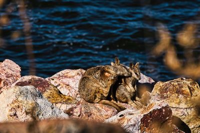 View of crab on rock by lake