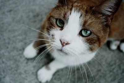 Close-up portrait of cat